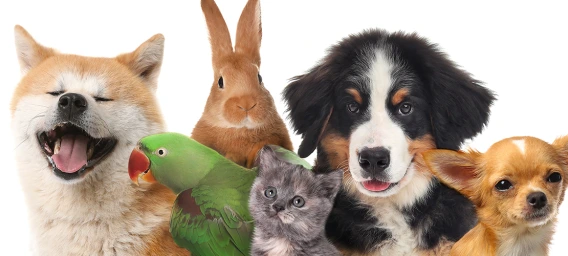 1:38 PMClaude responded: Group of pets including a dog, rabbit, parrot, kitten, large puppy, and Chihuahua on a white backgroundGroup of pets including a dog, rabbit, parrot, kitten, large puppy, and Chihuahua on a white background