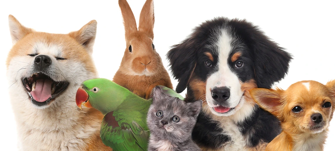 1:38 PMClaude responded: Group of pets including a dog, rabbit, parrot, kitten, large puppy, and Chihuahua on a white backgroundGroup of pets including a dog, rabbit, parrot, kitten, large puppy, and Chihuahua on a white background
